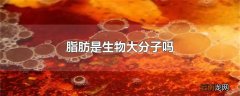 脂肪是生物大分子吗