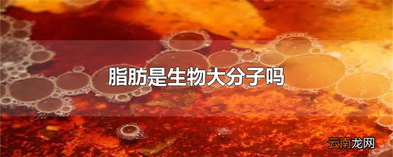 脂肪是生物大分子吗
