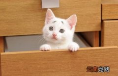 猫咪老是咬人怎么办