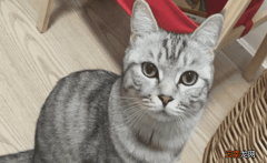 被猫咬了没出血鼓起来要打针吗