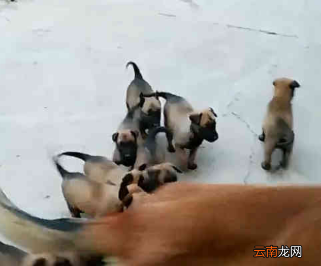 马犬妈被自家狗宝宝围攻，整天要奶喝，无奈向主人喊救命！