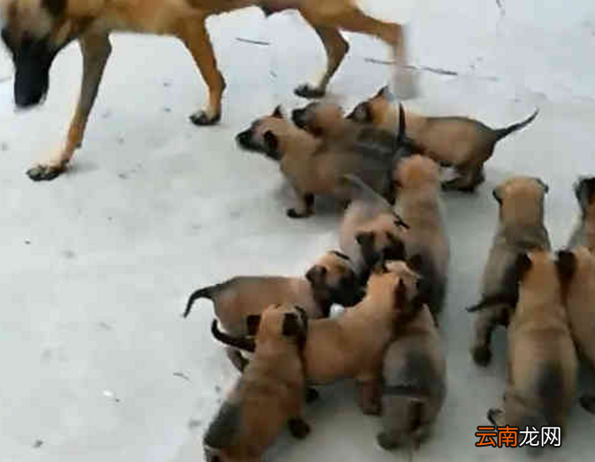 马犬妈被自家狗宝宝围攻，整天要奶喝，无奈向主人喊救命！