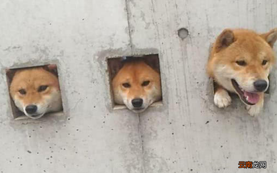 防止三只柴犬拆家，主人想出这个绝招，网友：还有这种操作？