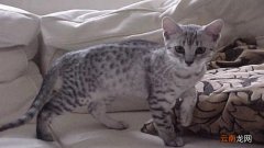 给公猫绝育多少钱