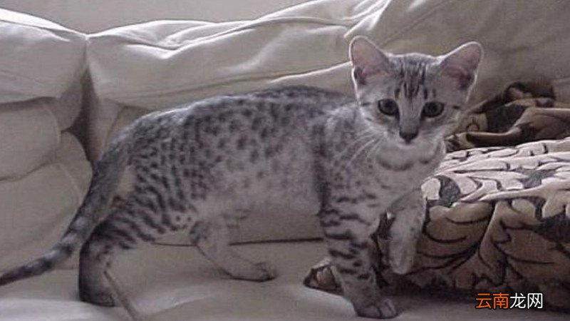 给公猫绝育多少钱