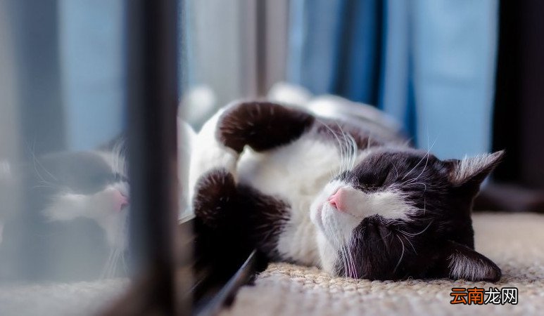 猫可以吃人的感冒药吗