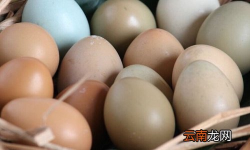 如何用电饭锅孵化小鸡