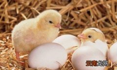 如何用电饭锅孵化小鸡