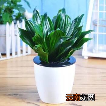万年青是什么树