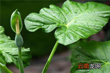 养护滴水观音有讲究 滴水观音怎么养殖