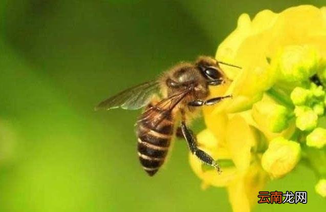 蜜蜂采粉和采蜜区别