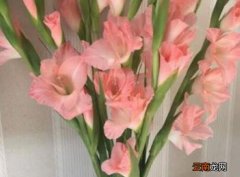 鲜切花剑兰怎么水养