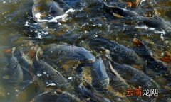 鱼怕水泵噪音吗