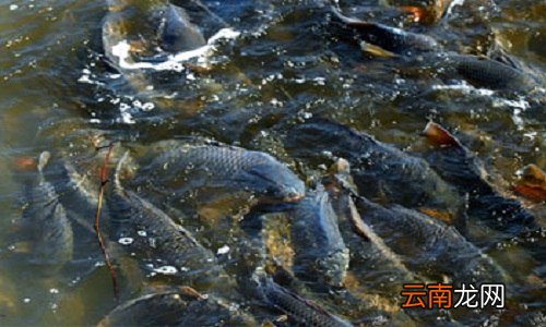 鱼怕水泵噪音吗