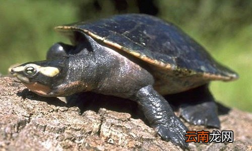 圆澳龟可以养在深水吗