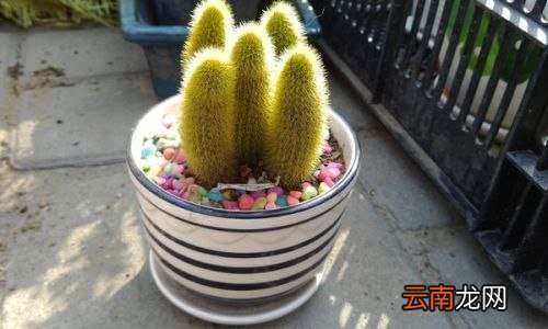 哪些植物不能放鸡蛋壳