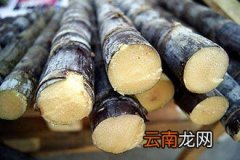 甘蔗“凶猛”！食用这类甘蔗可致人快速昏迷、死亡