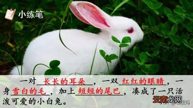 语文课燕子知识点汇总 课文燕子作者是谁