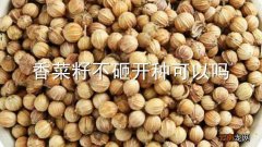 香菜籽不砸开种可以吗