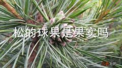 松的球果是果实吗