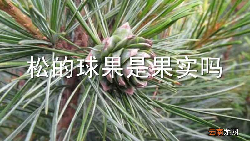 松的球果是果实吗