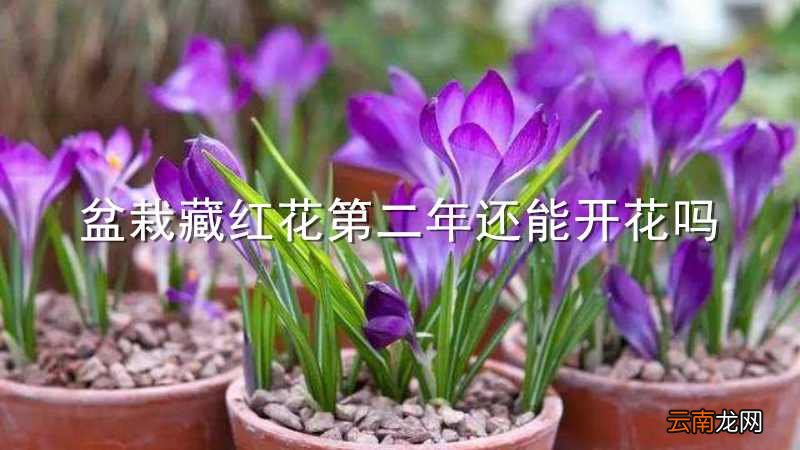 盆栽藏红花第二年还能开花吗