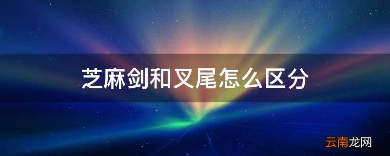 芝麻剑和叉尾怎么区分