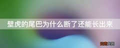 壁虎的尾巴为什么断了还能长出来