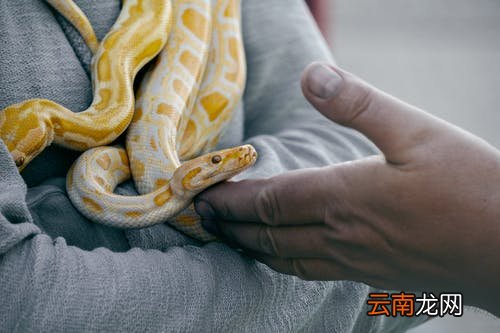 女人梦见蛇飞起来了什么意思