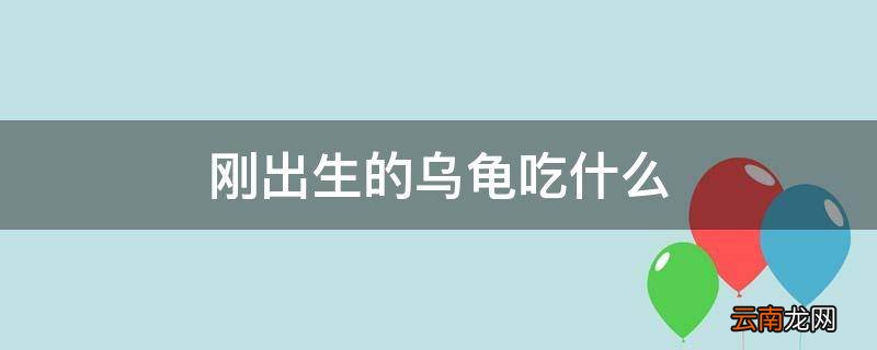 刚出生的乌龟吃什么