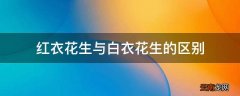 红衣花生与白衣花生的区别