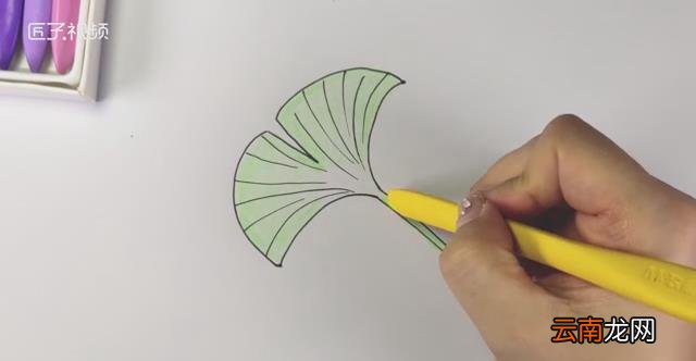 银杏叶树叶简笔画