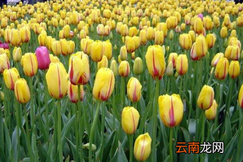 水培郁金香用多大的石头