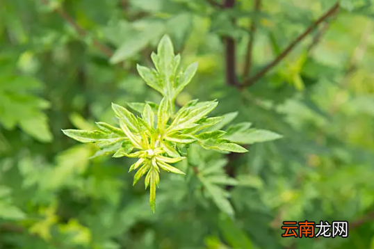 艾蒿能吃吗怎么吃