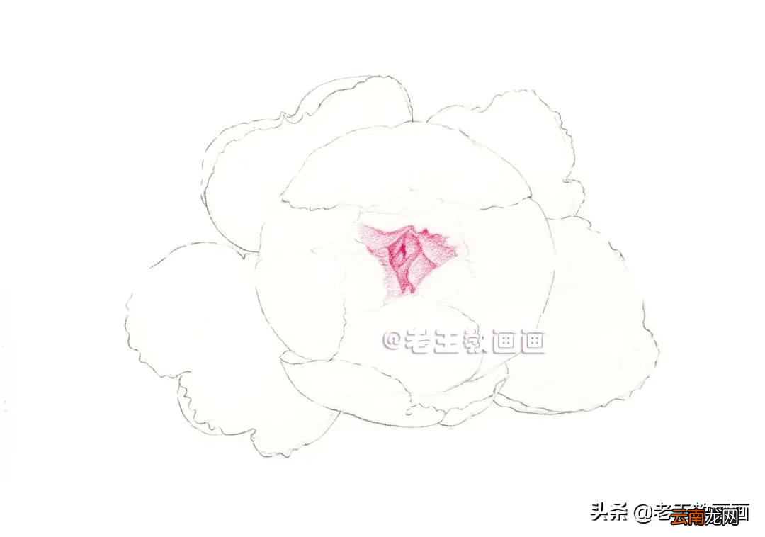 小学生彩铅画花，教程步骤详解