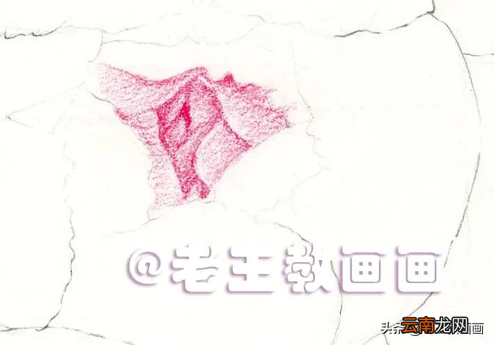 小学生彩铅画花，教程步骤详解
