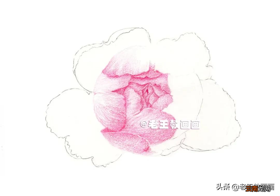 小学生彩铅画花，教程步骤详解