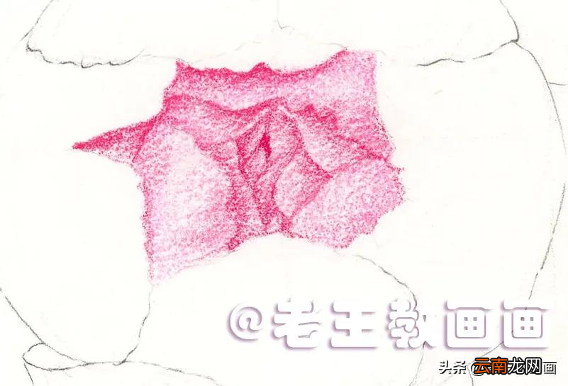 小学生彩铅画花，教程步骤详解
