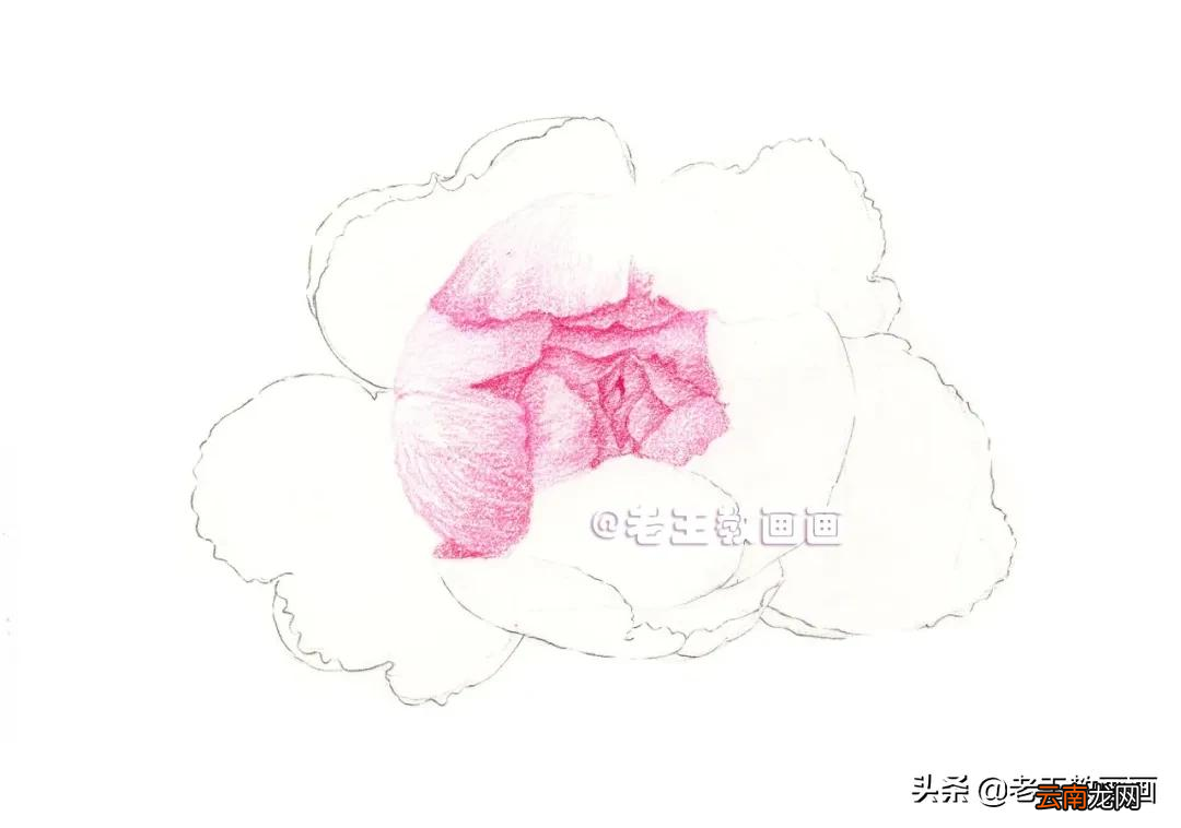 小学生彩铅画花，教程步骤详解