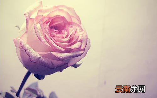 汉堡包英语怎么说 我最喜欢的食物是汉堡包英语怎么说