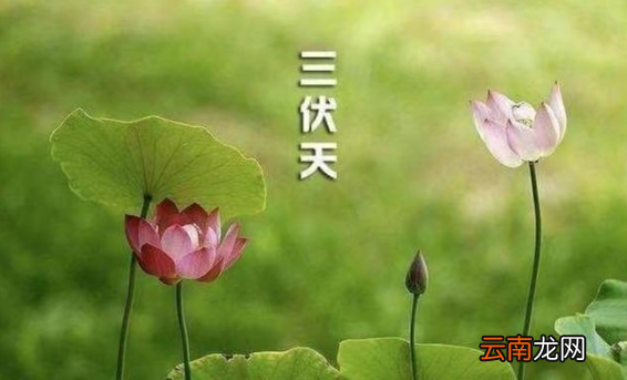 2022进伏是哪一个节气开始
