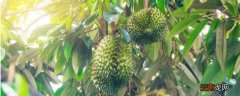 青榴莲放多久才会熟