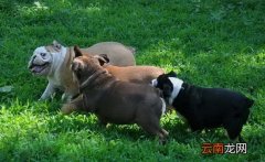 美国恶霸犬怎么训练？美国恶霸犬训练教程。