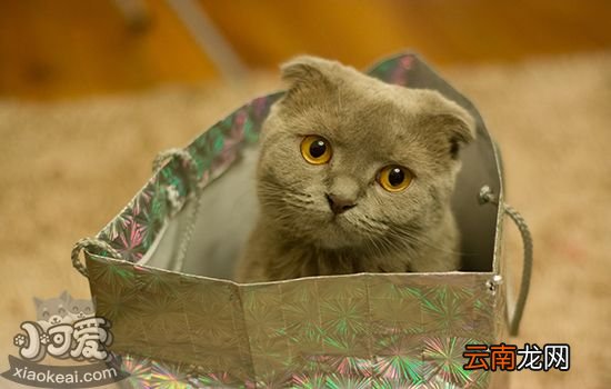 猫咪空运要注意什么？如何带猫飞全攻略