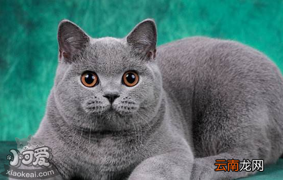 英国短毛猫的10个小知识？还不进来看看