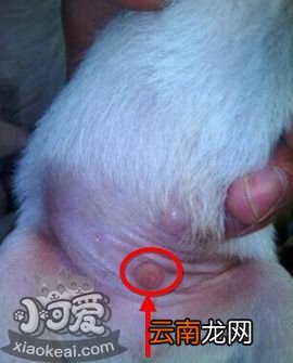 哈士奇怎么区分公母