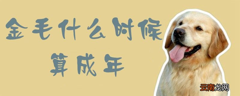 金毛什么时候算成年