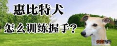 惠比特犬怎么训练握手