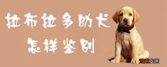 拉布拉多幼犬怎样鉴别