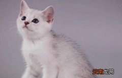 猫传腹会传染给人类吗？这个误区你一定要了解